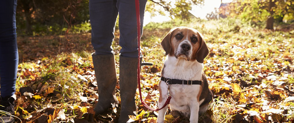 Dog in field