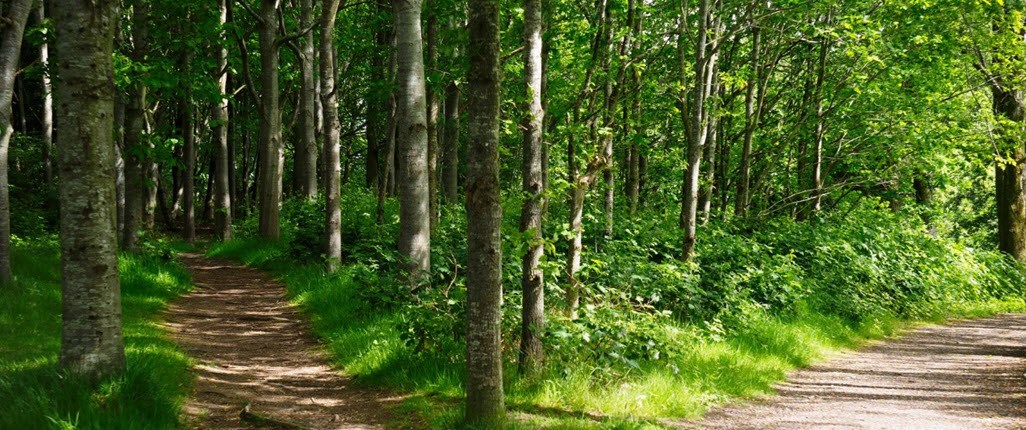 Two diverging paths in the forest representing different available choices