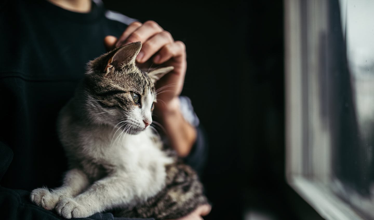 Man hugging and stroking cat - a common allergy and asthma trigger