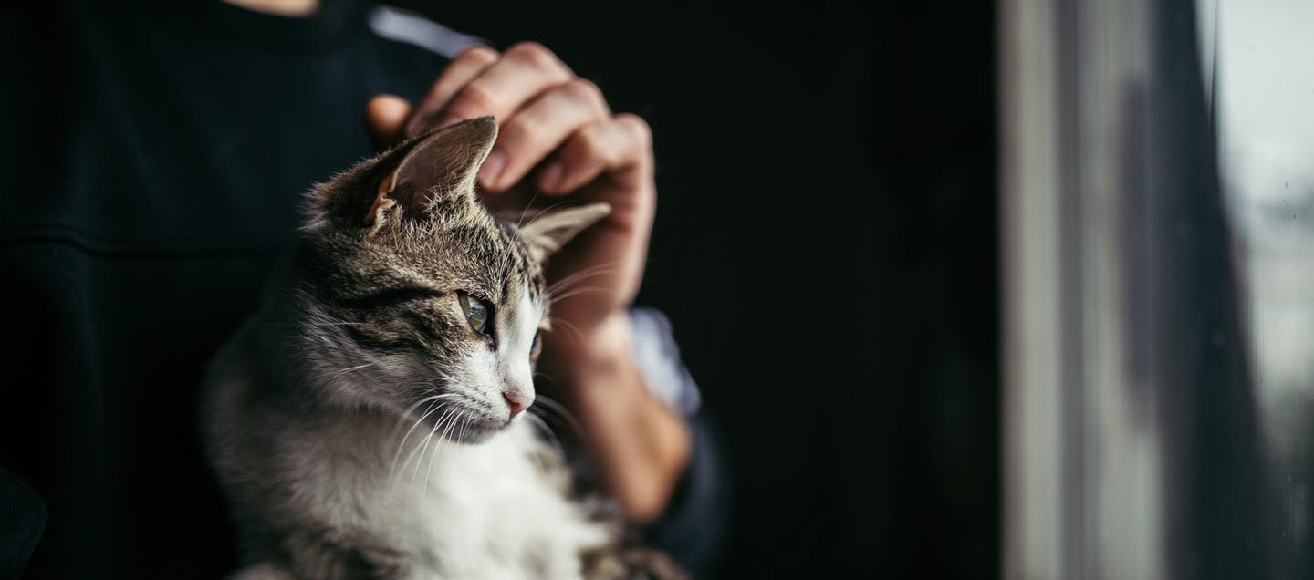 Man hugging and stroking cat - a common allergy and asthma trigger