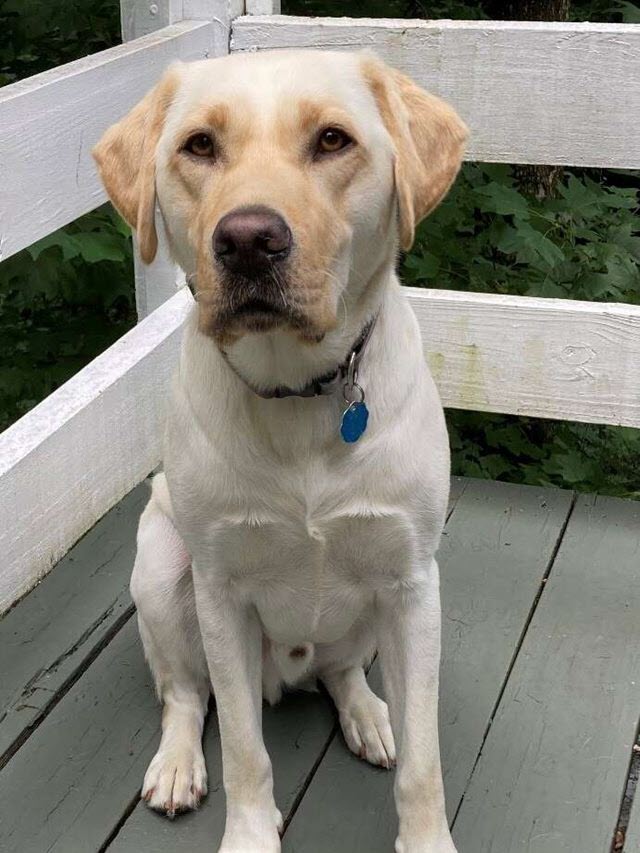 Rupee-Sarah-Foster-Huntingtons-Disease-Service-Dog-Trained-at-EENP.jpg